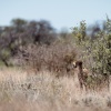 Botswana, Kalahari Transfrontier,Gepard